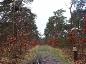 IMG_0952