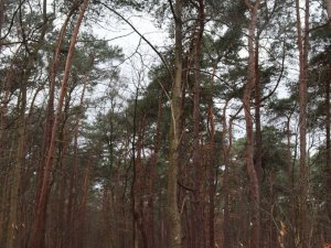 IMG_0953